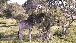 South African Giraffe Scratching Neck on a Tree Stock Footage