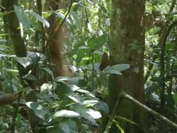 MS Orang utan standing / Bukit Lawang, North Sumatra, Indonesia Stock Footage
