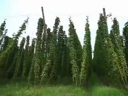 HD Hop garden tracking shot Stock Footage