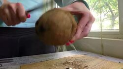 Coconut Stock Footage