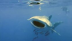 Endangered Species Pelagic Whale Shark (Rhincodon types) Filter Feeder eating Plankton, with people watching.  A perfect demonstration of primal instinctive animal behaviour that ensures their success and survival as a species. Stock Footage