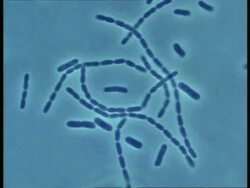 Microscopic view of bacteria moving Stock Footage