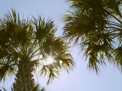 Slow motion palm trees waving slowly in the wind Sun Stock Footage