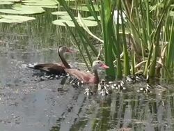 Pair of Ducks With Chicks Stock Footage