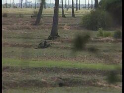 Cambodia - Cambodian voters go to polls News Clip