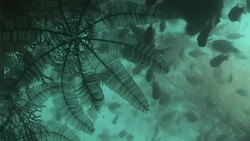 A small school of fish forages on aquatic plants in the Mekong River. Stock Footage