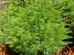 Watering plant in garden ,HD Stock Footage