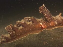 Nudibranch, Malibi, with Emperor shrimp, cleaning on side, Indonesia  Stock Footage