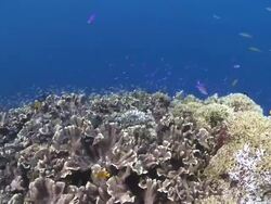 Fish over coral, Southern Visayas, Philippines Stock Footage