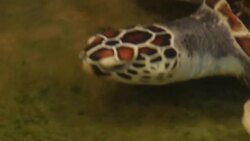 Underwater view of a swimming hawksbill Stock Footage