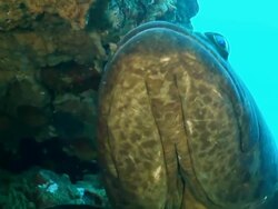 CU TU Shot of Single potato bass swimming along reef ledge with various other fish swimming and darting / Sodwana Bay, KwaZulu Natal, South Africa Stock Footage