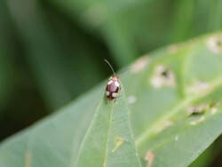 Ladybug on grass Stock Footage