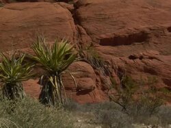 desert palms zoom out at red rock Stock Footage