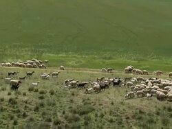 Aerial Bedouin boy herding his sheep in Israel, Negev, Israel Stock Footage