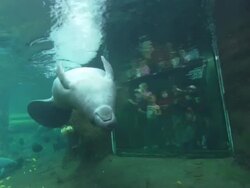 Manatee Viewing, Lowry Park Zoo, Florida, North Atlantic Ocean  Stock Footage
