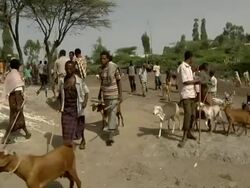 Ethiopian Camel market general view Stock Footage