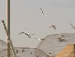 MS PAN Shot of Modern buildings in Doha and birds flying around / Doha, Qatar  Stock Footage