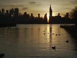  Ducks swimming in the hudson river as the sun rises behind the silhouette of the empire state building, 34th street and the rest of the manhattan skyline Stock Footage