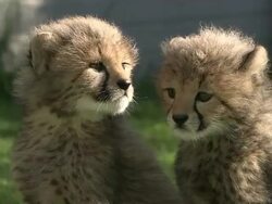 Medium hand-held static - Two cheetah cubs sit side by side on green grass / South Africa Stock Footage