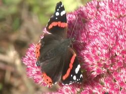 Red Admiral (Vanessa atalanta) feeding on Sedum, UK Stock Footage
