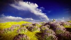 Lavender fields Stock Footage