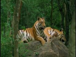 MS group of Tigers laying around in forest, Western Ghats, India Stock Footage
