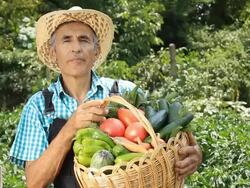 Farmer Picking Vegetables Stock Footage