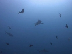Shark Silhouette Stock Footage