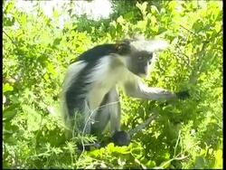 MCU Colobus monkey in tree, Zanzibar island Stock Footage
