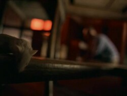 MS, SELECTIVE FOCUS, mouse running under table, man in background, Slovenia Stock Footage