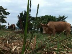 cow in africa Stock Footage