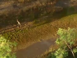 MS AERIAL Hoping kangaroo in forest landscape / Karumba, Queensland, Australia Stock Footage