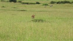 Lioness Hunting / Preying at wild Stock Footage