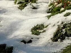 junipers rising while the snow melting Stock Footage