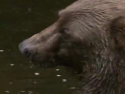 High Angle zoom-in - A kodiak bear catches and eats a fish in a stream / Afognak, Alaska, USA Stock Footage