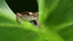 Netherlands, Windwardside, Saba Island, Dutch Caribbean. Whistling Tree Frog ( Eleutherodactylus johnstonei ) on Heliconia plant Stock Footage