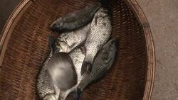 Freshly caught fish flop in a basket. Stock Footage
