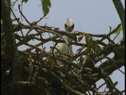 Vulture Chick looking down inquisitively from nest, Bandhavgarh National Park, Madhya Pradesh, India Stock Footage