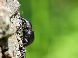 Snout Beetle in a trunk Stock Footage