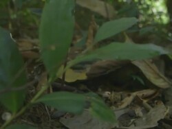 Fungi mushrooms growing out of elephant dung on forest floor Stock Footage