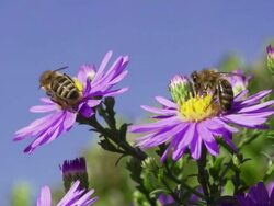 SLOW MOTION: Bees Stock Footage