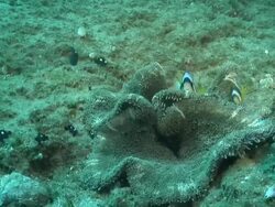 MS Two bar anemone fish swimming and rubbing against big anemone and school of domino fish swimming against surge / Matola, Maputo, Mozambique Stock Footage