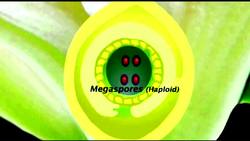 Sexual Reproduction in Flowering Plants: The Development of the Ovum (Egg) Instructional Video