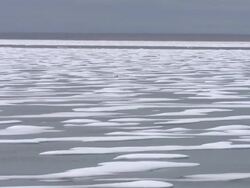 Polar Bear and her cubs in the Arctic News Clip