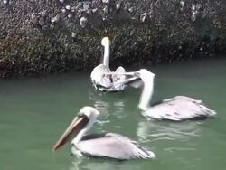 Pelicans Feeding Along a Seawall Stock Footage