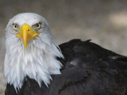 Bald Eagle Stock Footage