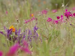 MS Shot of Various Namaqualand wild flowers including bobbejantjie and springbok painted petals / Namaqualand, Northern Cape, South Africa Stock Footage