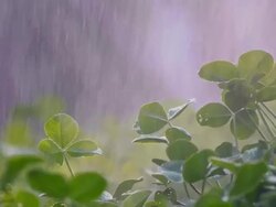 Green seedlings in the rain Stock Footage