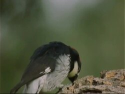 Acorn Woodpecker (Melanerpes formicivorus) pecking at granary tree Stock Footage