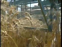 CU low angle, wheat harvester as blades turn Stock Footage